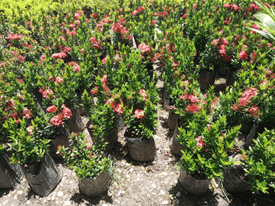 Isora enana - Vivero Mañongo c.a