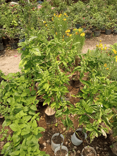 Albahaca - Vivero Mañongo c.a