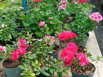 Azalea - Vivero Mañongo c.a