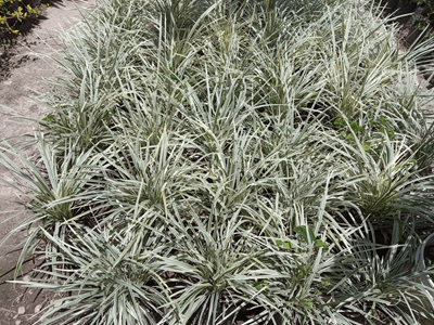 Barba de león - Vivero Mañongo c.a