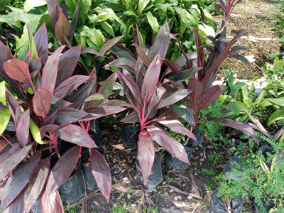 Cordelin - Vivero Mañongo c.a