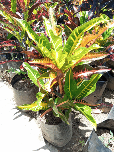 Croto - Vivero Mañongo c.a