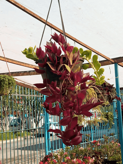 Cucaracha - Vivero Mañongo c.a