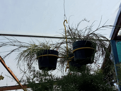 Lágrima de Cristo - Vivero Mañongo c.a