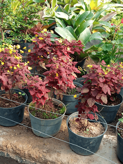 Lecherito - Vivero Mañongo c.a