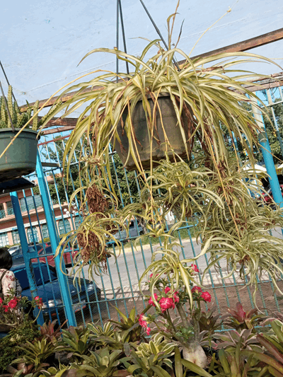 Mala madre - Vivero Mañongo c.a