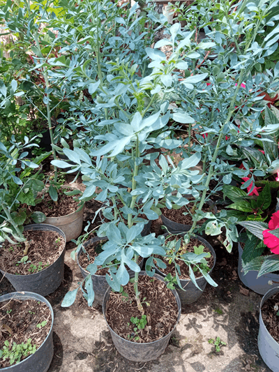 Ruda - Vivero Mañongo c.a