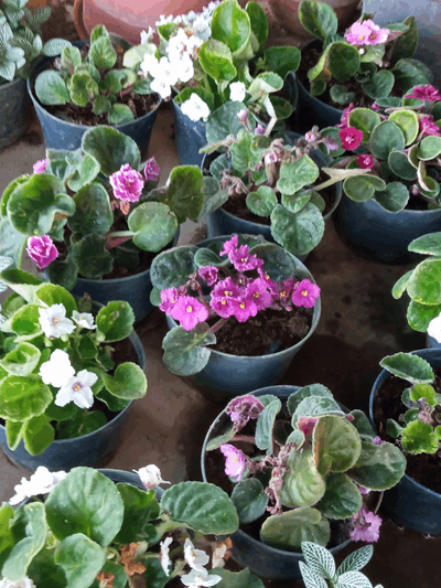 Violeta - Vivero Mañongo c.a