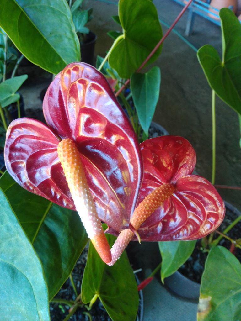 Cala - Vivero Mañongo c.a