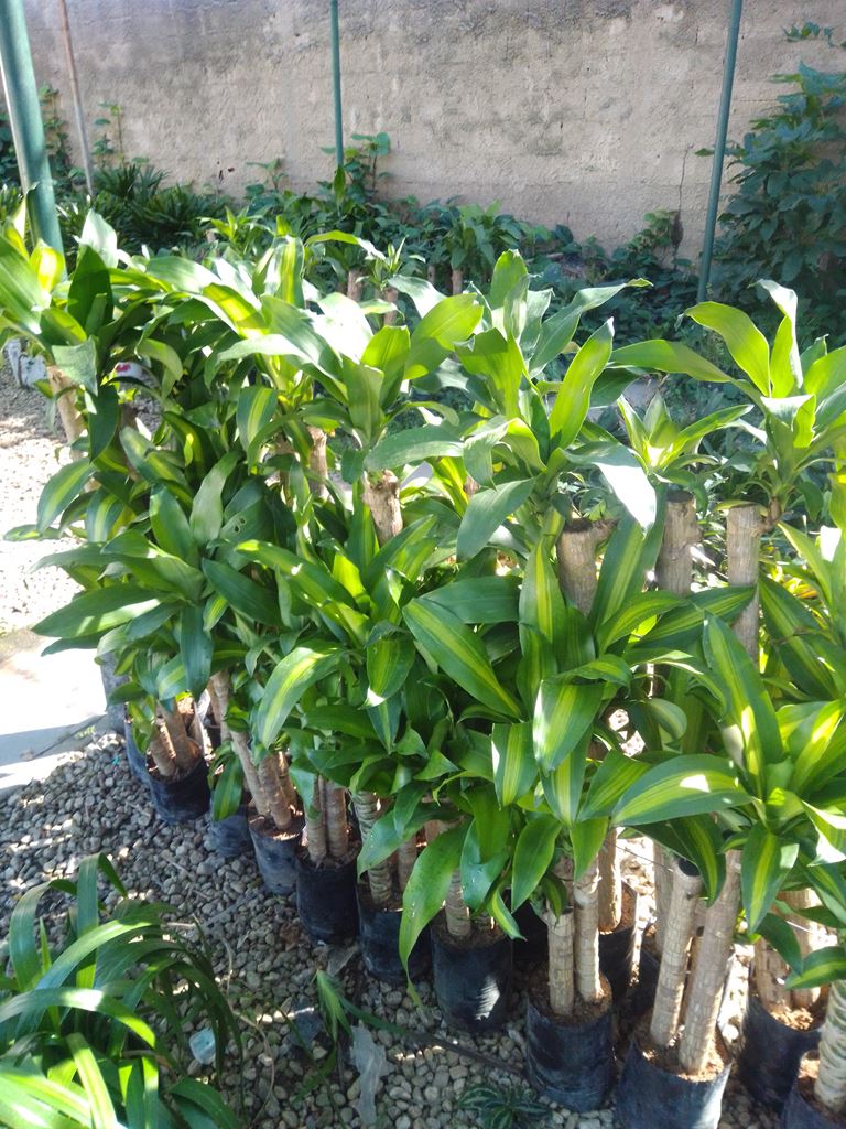 Palo de Brasil - Vivero Mañongo c.a