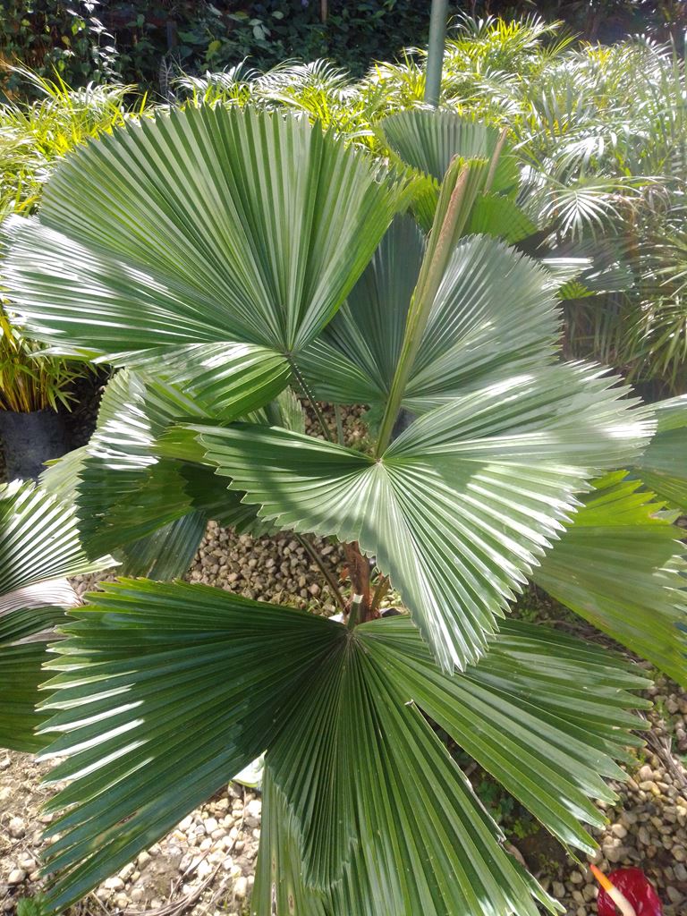 Palma totuma - Vivero Mañongo c.a