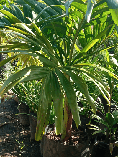 Chaguaramo enano - Vivero Mañongo c.a