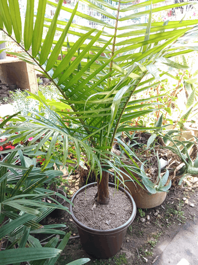 Palma teddy - Vivero Mañongo c.a