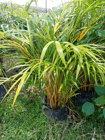 Palma areca - Vivero Mañongo c.a