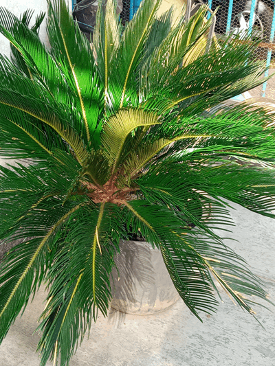 Palma sagu - Vivero Mañongo c.a