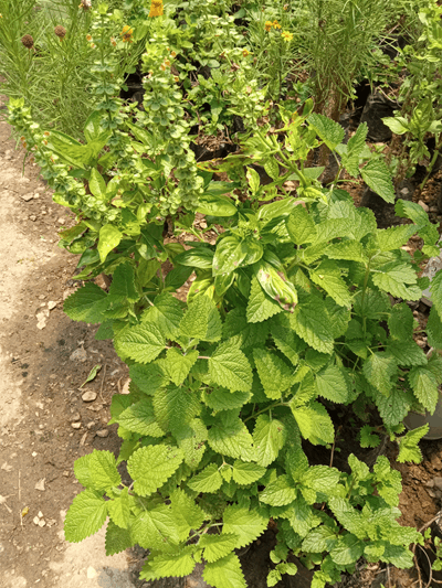 Toronjil - Vivero Mañongo c.a