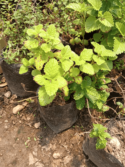 Toronjil - Vivero Mañongo c.a