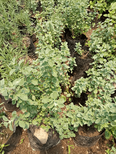 Mejorana - Vivero Mañongo c.a