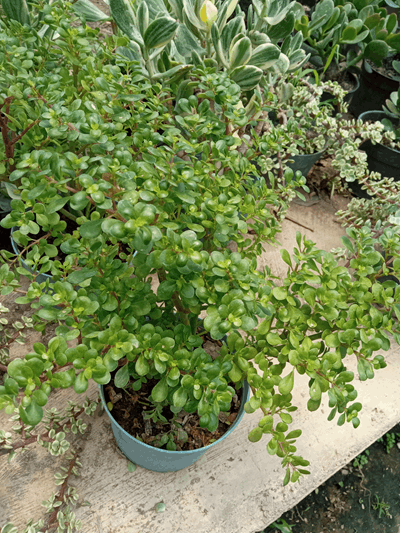 Samancito - Vivero Mañongo c.a