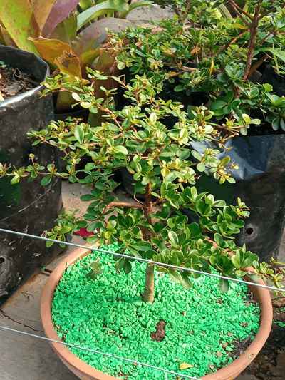 Ucaro enano - Vivero Mañongo c.a