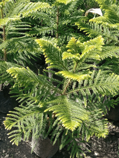 Pino araucaria - Vivero Mañongo c.a