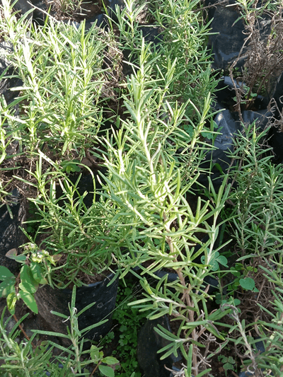 Romero - Vivero Mañongo c.a