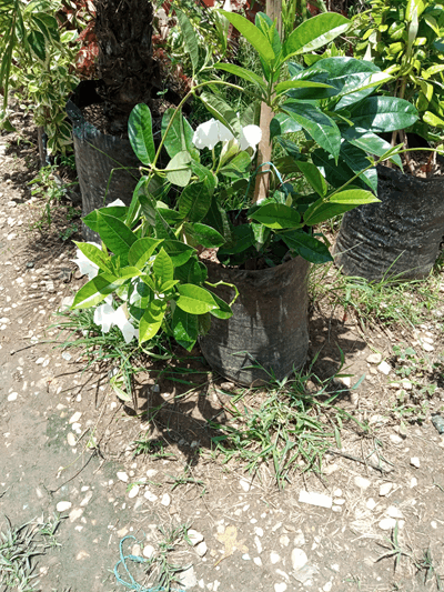 Mandevila - Vivero Mañongo c.a