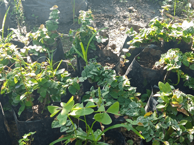 Hiedra de pared - Vivero Mañongo c.a