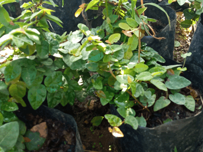 Hiedra de pared - Vivero Mañongo c.a