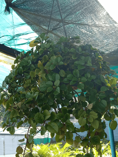 Millonaria - Vivero Mañongo c.a