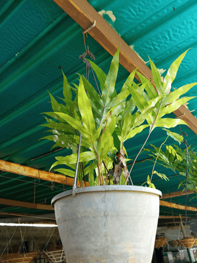 Helecho pata de gallina - Vivero Mañongo c.a