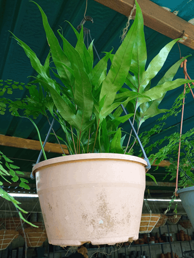 Helecho pata de gallina - Vivero Mañongo c.a