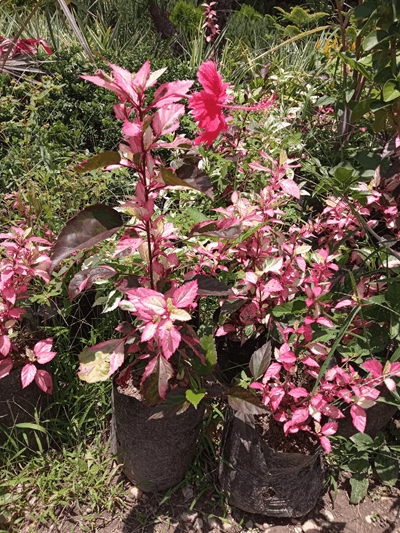 Cayena carnaval - Vivero Mañongo c.a