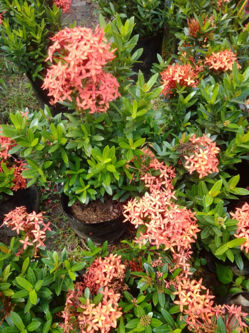 Isora enana - Vivero Mañongo c.a