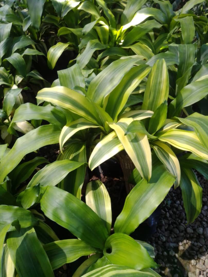 Palo de Brasil - Vivero Mañongo c.a