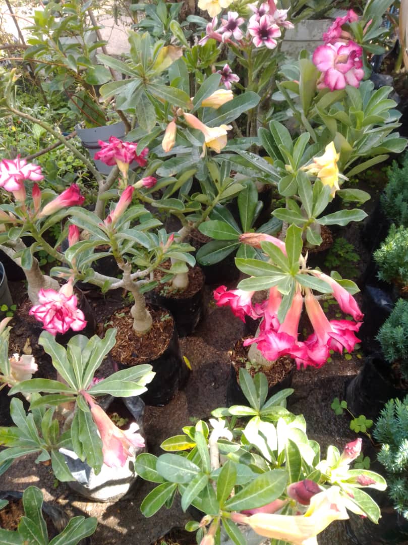 Rosa del desierto - Vivero Mañongo c.a