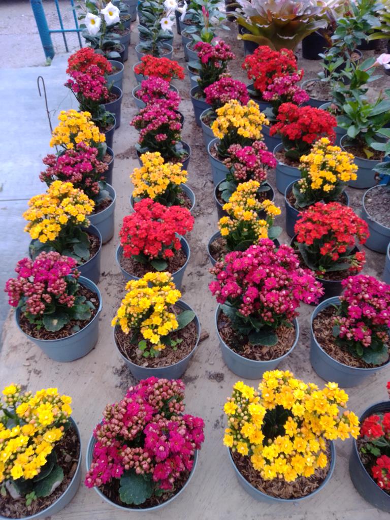 Kalanchoe - Vivero Mañongo c.a