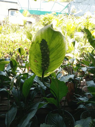 Cala blanca - Vivero Mañongo c.a