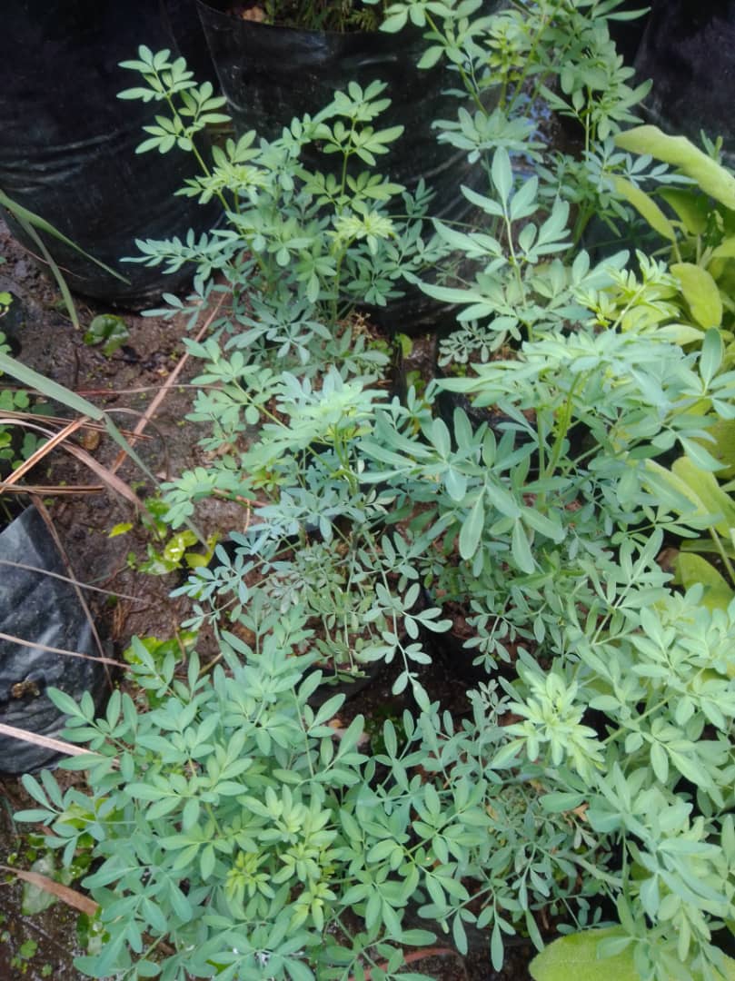 Ruda - Vivero Mañongo c.a