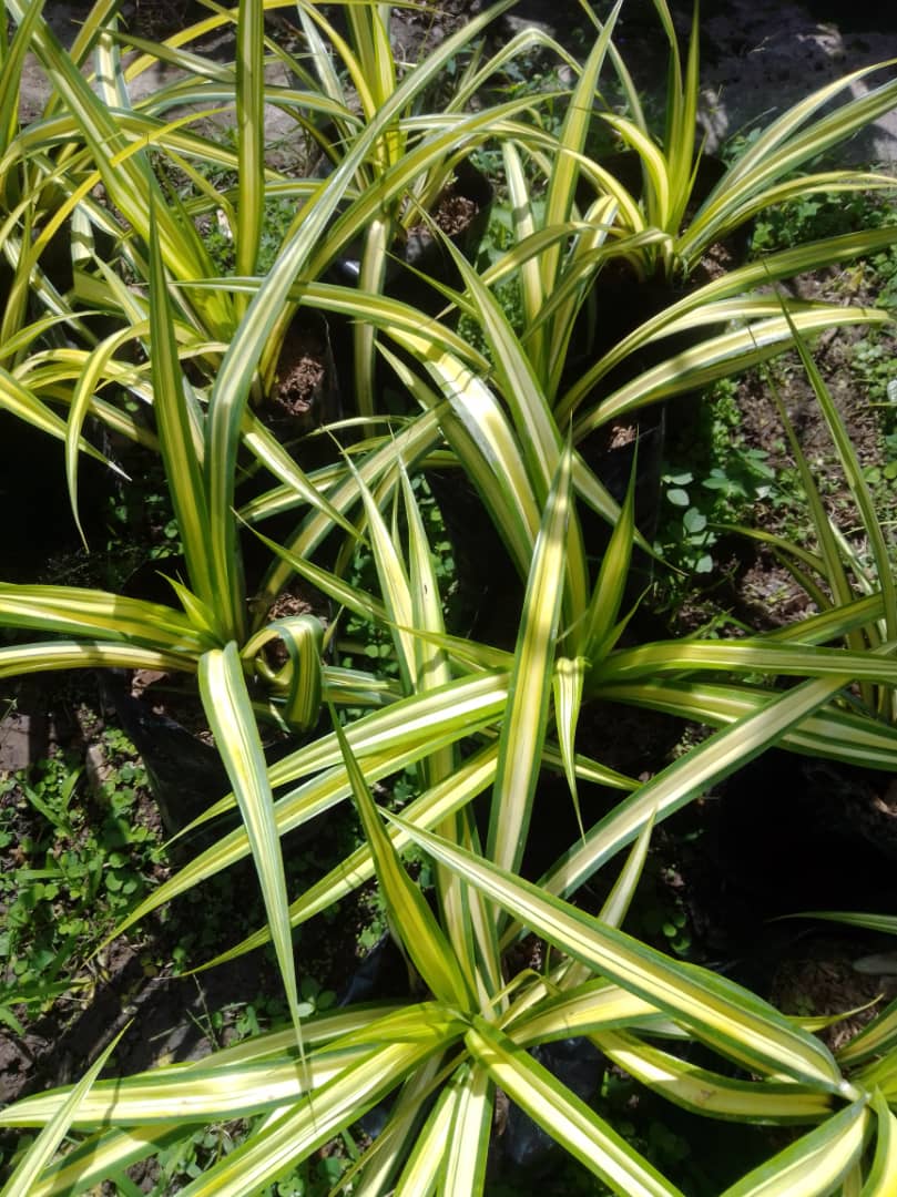 Pandano enano - Vivero Mañongo c.a