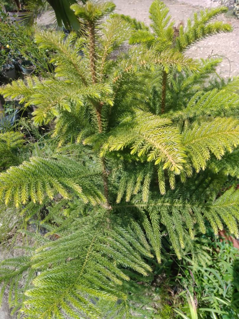 Pino araucaria - Vivero Mañongo c.a