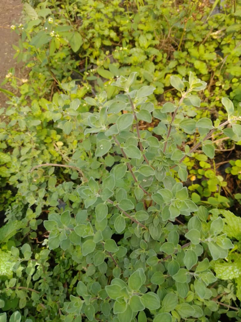 Mejorana - Vivero Mañongo c.a