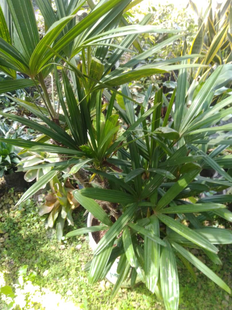 Palma raphis - Vivero Mañongo c.a