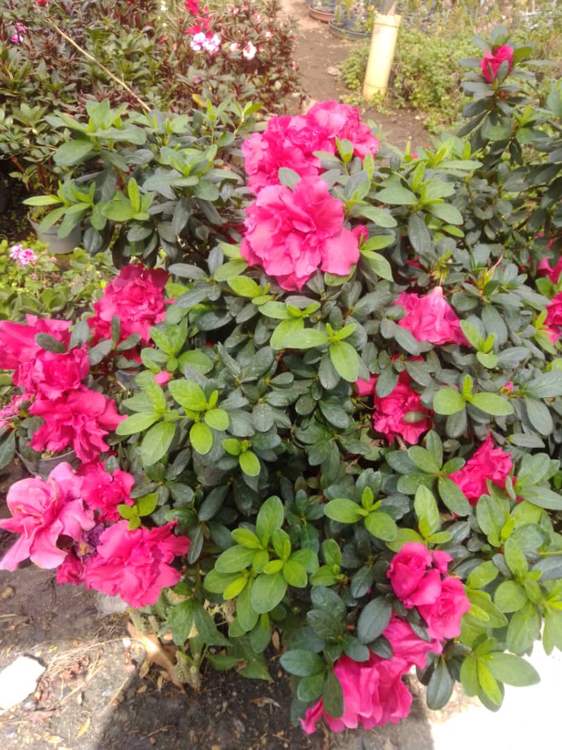 Azalea - Vivero Mañongo c.a