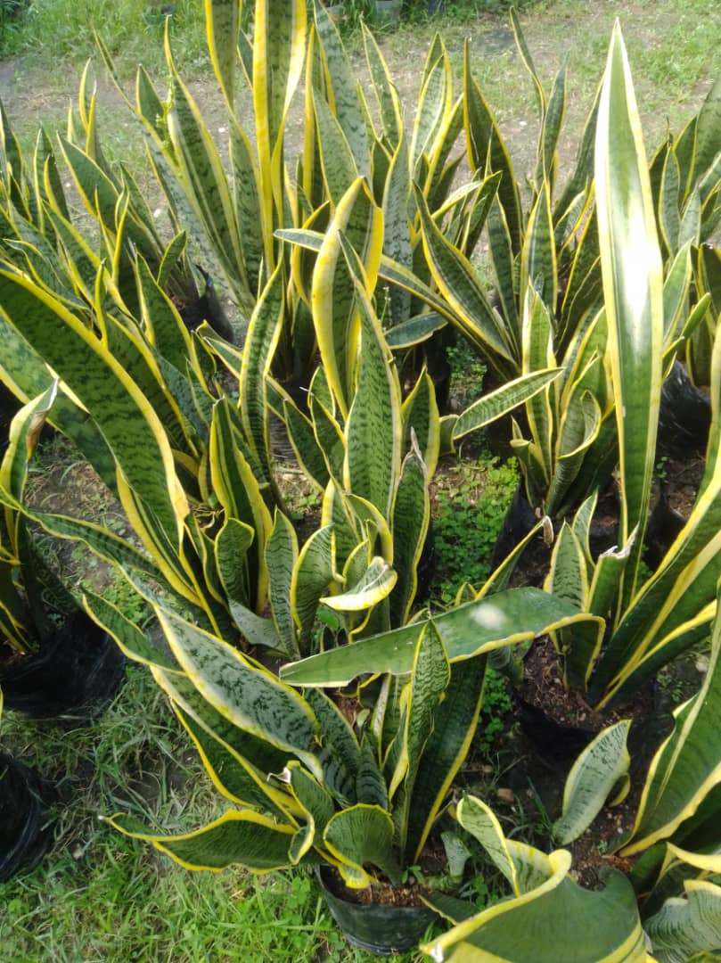 Espada de Bolívar - Vivero Mañongo c.a