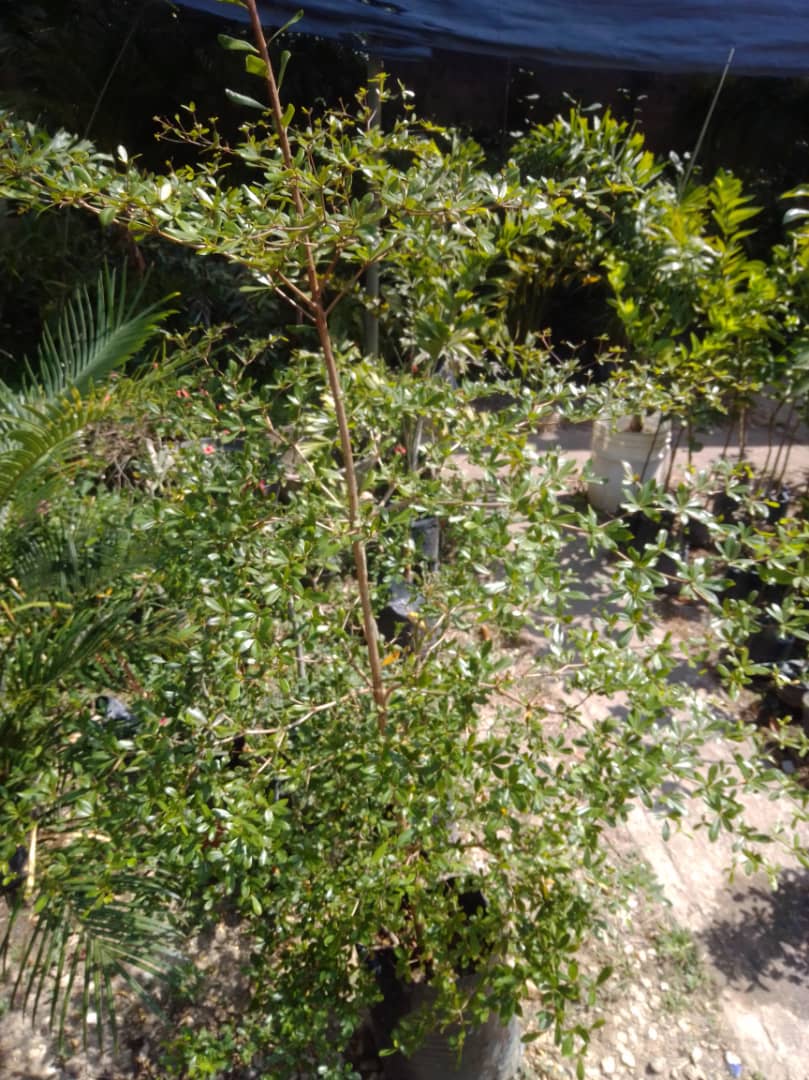 Ucaro - Vivero Mañongo c.a