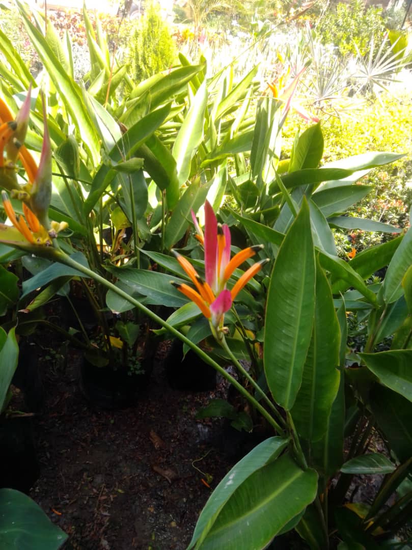 Riqui riqui - Vivero Mañongo c.a