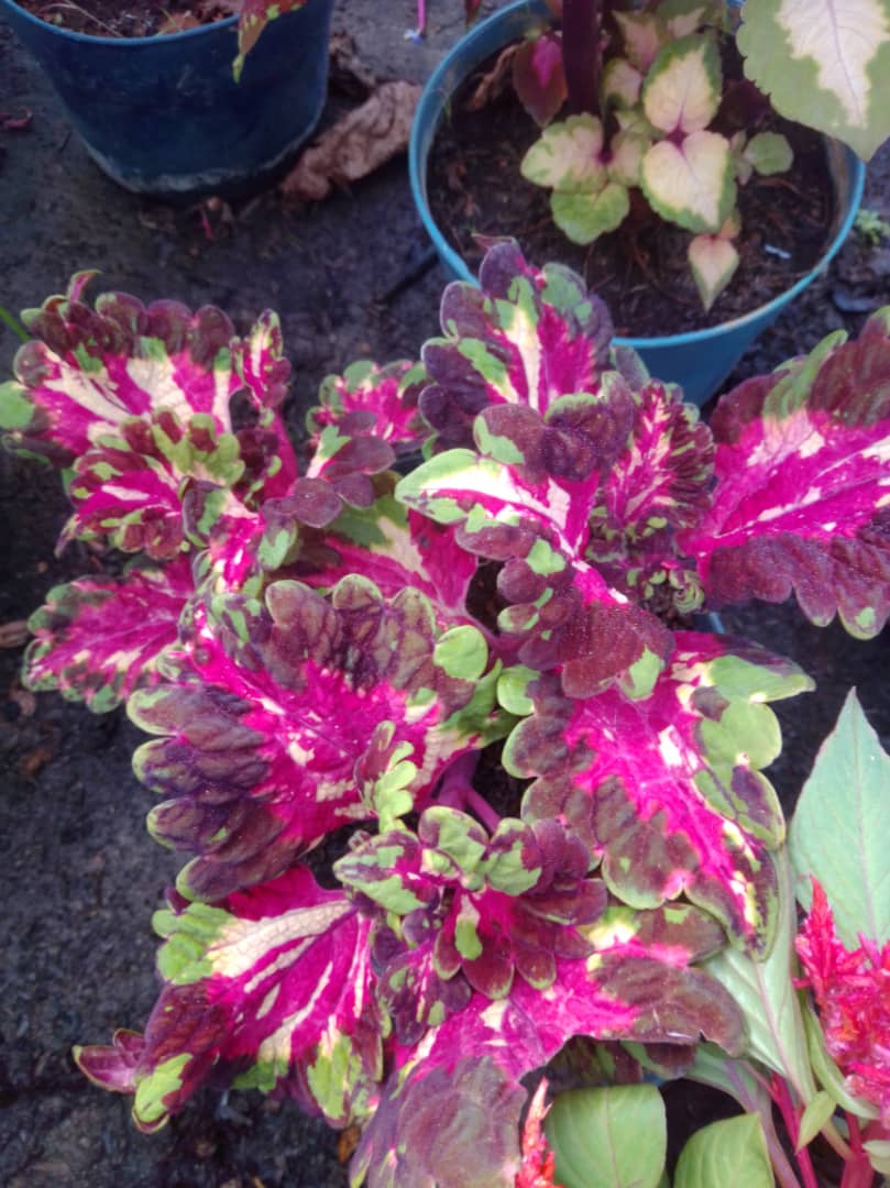 Alfombra - Vivero Mañongo c.a