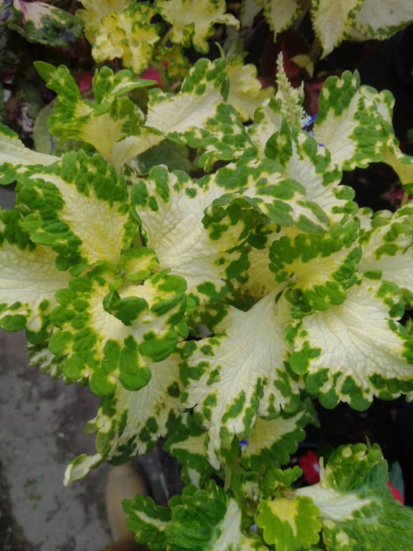 Alfombra - Vivero Mañongo c.a