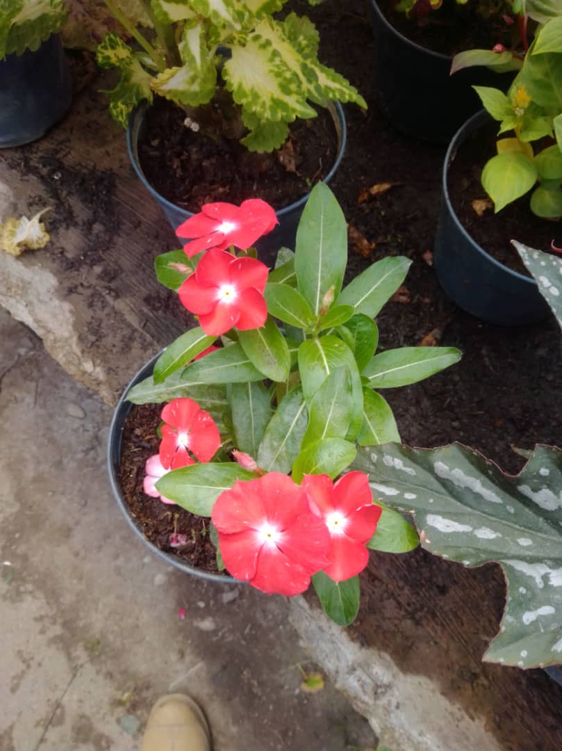 Buenas tardes - Vivero Mañongo c.a